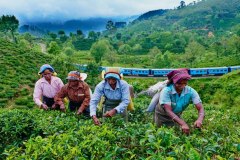 Tour-a-Sri-Lankan-tea-estate-gallery-pop-up-2