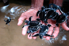 Turtle_Hatcheries_In_Sri_Lanka