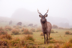 d0576b13-51d5-4c36-bbe8-d4f120c68b18_horton-plains-day-tour-with-short-train-journey-from-ella