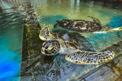 sea-turtle-farm-and-hatchery-1