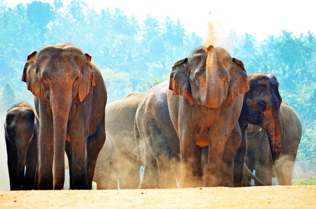 elephants, sun bath, playing with sand, dusty, dust, sri lanka, pinnawala, ceylon, elephant orphanage, sri lanka, sri lanka, sri lanka, pinnawala, pinnawala, pinnawala, pinnawala, pinnawala